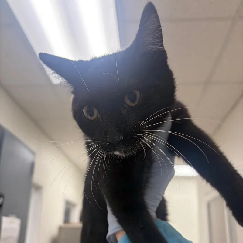 A baby small-sized male Black Domestic Short Hair cat named Little Tux for adoption in Pekin, IL