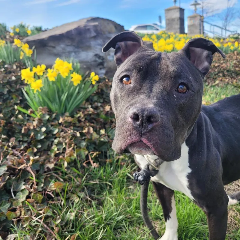 An adult medium-sized female Black Pit Bull Terrier dog named Zara for adoption in York, PA