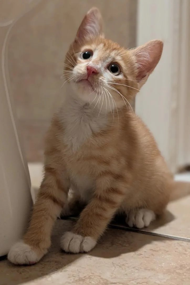 A baby medium-sized male Orange / Red Domestic Short Hair cat named Slam Dunk & AlleyOop for adoption in Brooklyn, NY