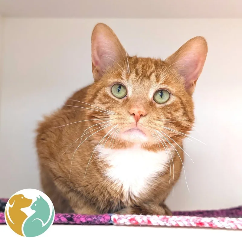 An adult large-sized male Orange / Red Domestic Medium Hair cat named Jc for adoption in Toledo, OH