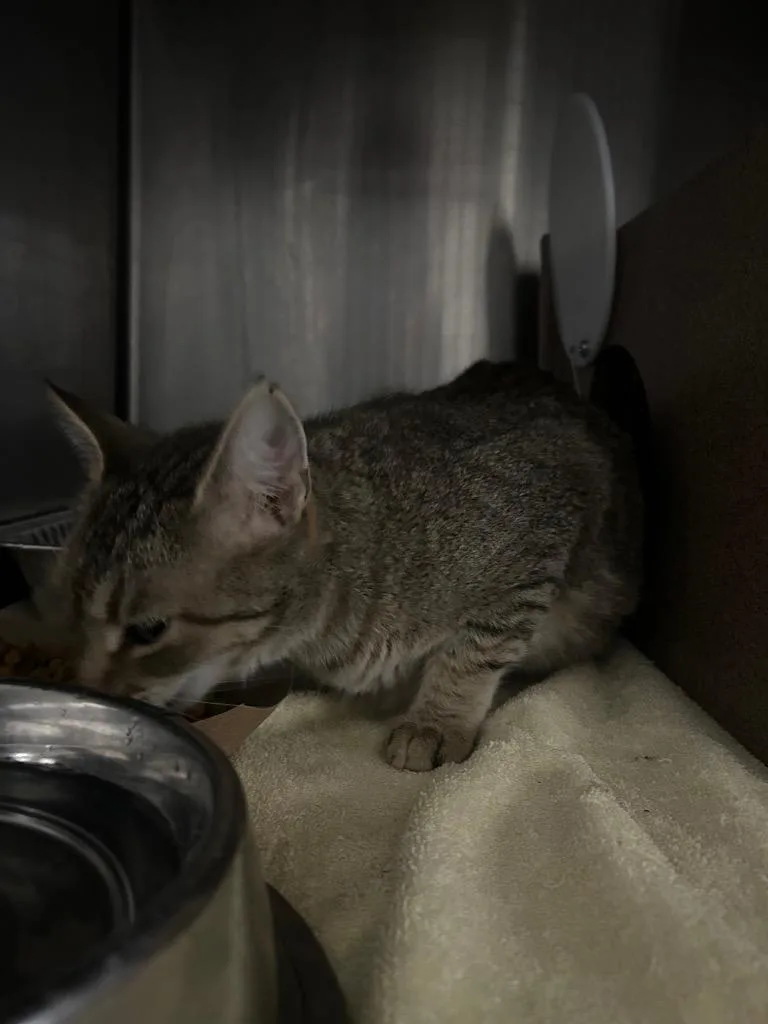 A young small-sized female Domestic Short Hair cat named Delilah for adoption in Oxford, NC