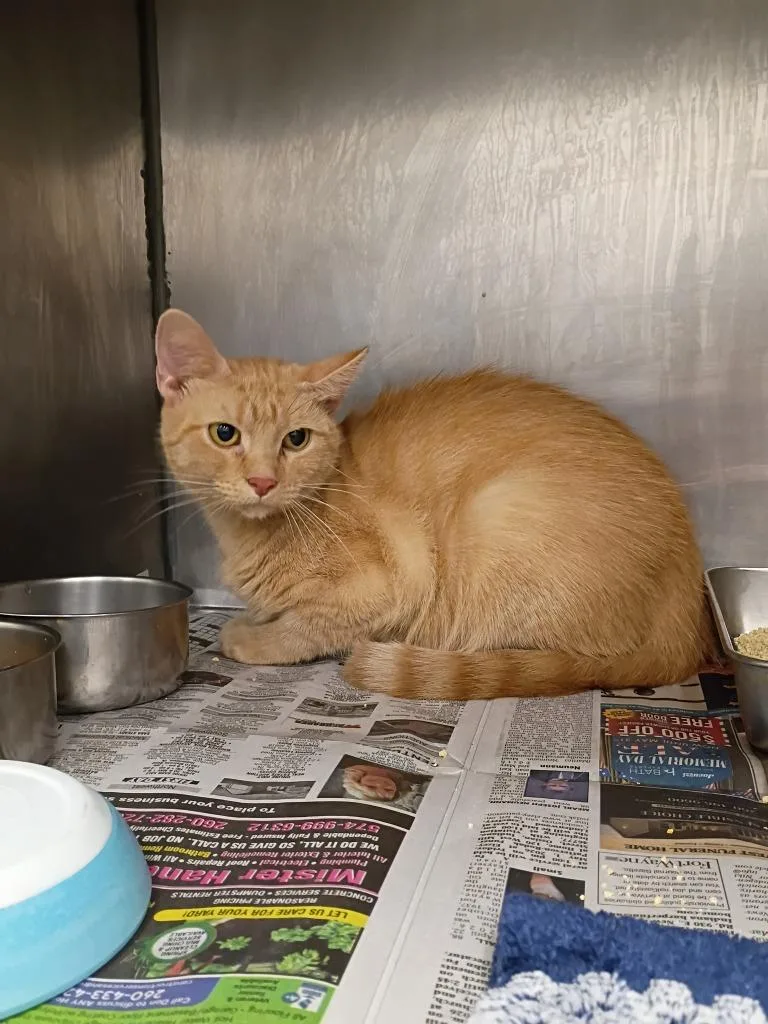 A young small-sized female Domestic Short Hair cat named Pumpkin for adoption in Angola, IN