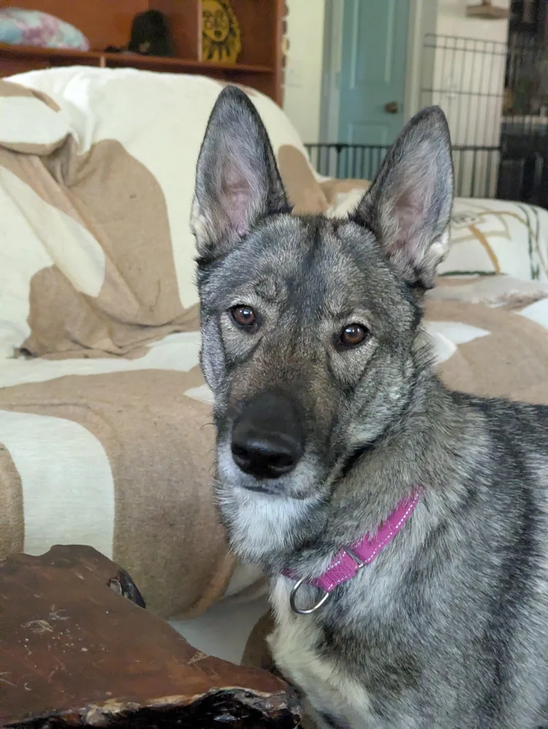 An adult medium-sized female Gray / Blue / Silver Shepherd dog named Picatta for adoption in Grass Valley, CA