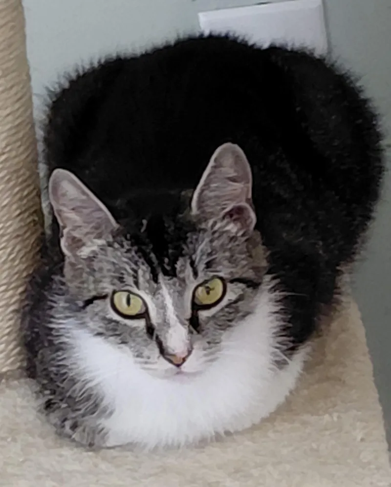 A young medium-sized female Tabby (Gray / Blue / Silver) Domestic Short Hair cat named Leia for adoption in Landenberg, PA