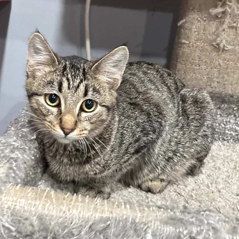 A baby small-sized female Gray / Blue / Silver Domestic Short Hair cat named Riley for adoption in Shelbyville, IN