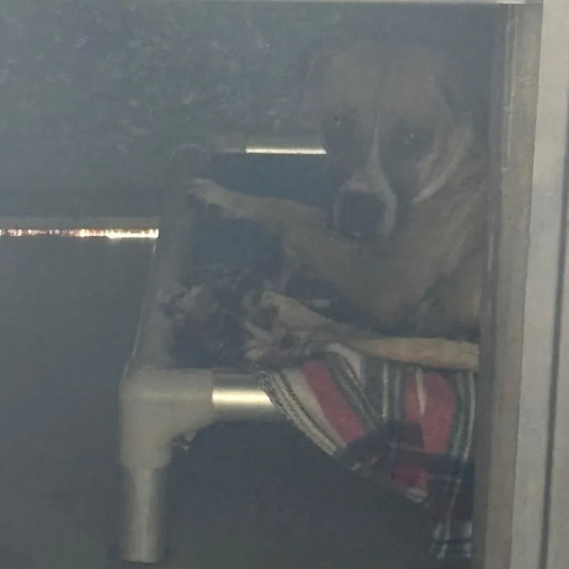 Diamond A thumbnail 2