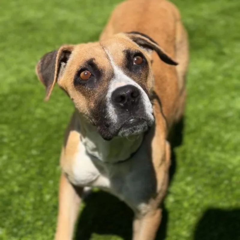 Diamond A thumbnail 3