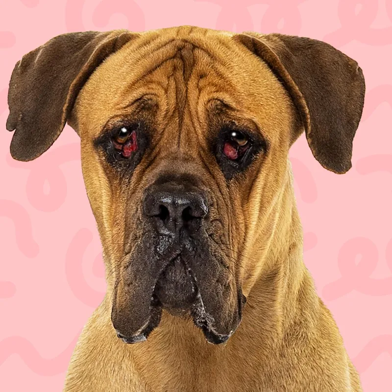 An adult large-sized female Yellow / Tan / Blond / Fawn Mastiff dog named Lucille for adoption in Reno, NV