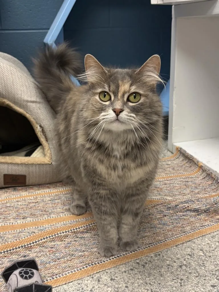 An adult medium-sized female Dilute Tortoiseshell Domestic Long Hair cat named Celeste for adoption in Valparaiso, IN