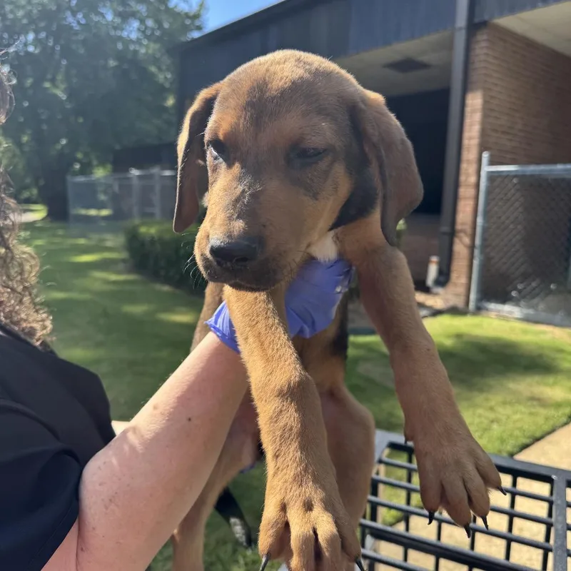 A baby small-sized male Brown / Chocolate Terrier dog named Henry for adoption in Birmingham, AL
