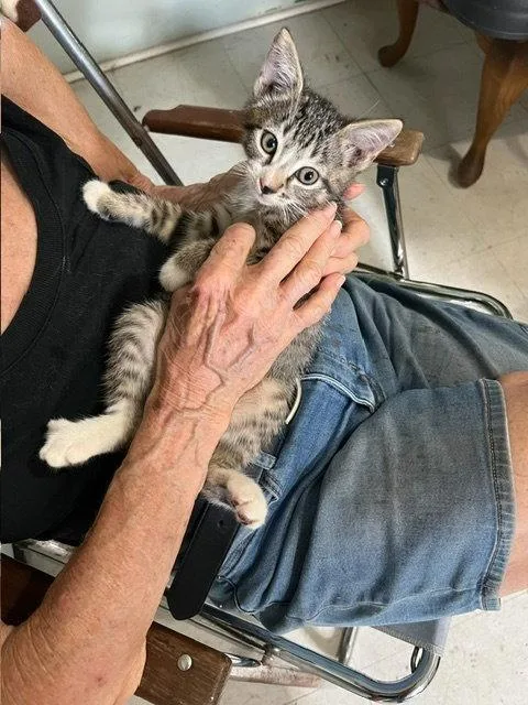 A baby medium-sized male Domestic Short Hair cat named Dianthus for adoption in Wesley Chapel, FL