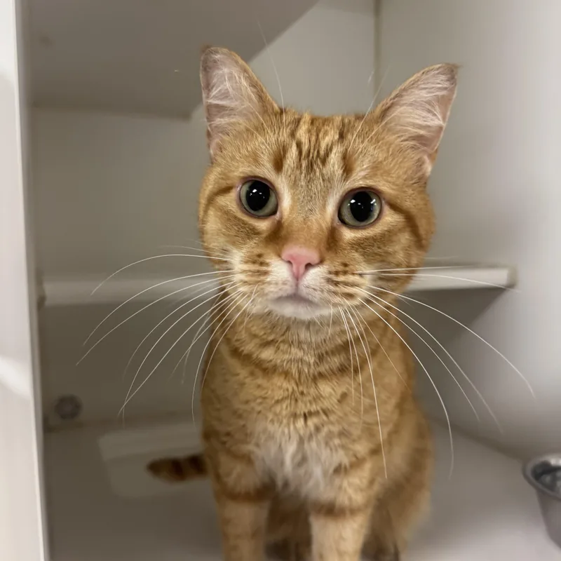 An adult medium-sized male Domestic Short Hair cat named Garfield for adoption in Reisterstown, MD