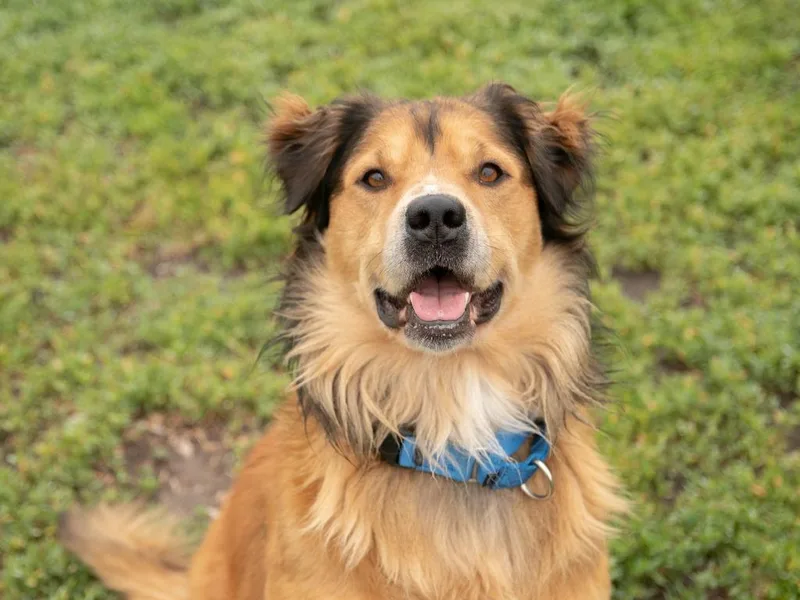 An adult medium-sized male Golden Retriever dog named Bandit for adoption in Lansing, KS