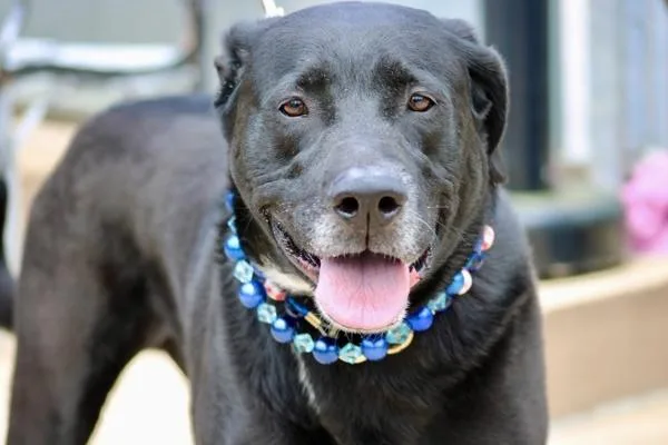 An adult large-sized male Labrador Retriever dog named Mickey for adoption in Staten Island, NY