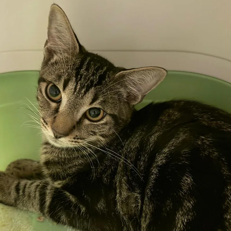 A baby medium-sized male Gray / Blue / Silver Domestic Short Hair cat named Pooh for adoption in Floresville, TX
