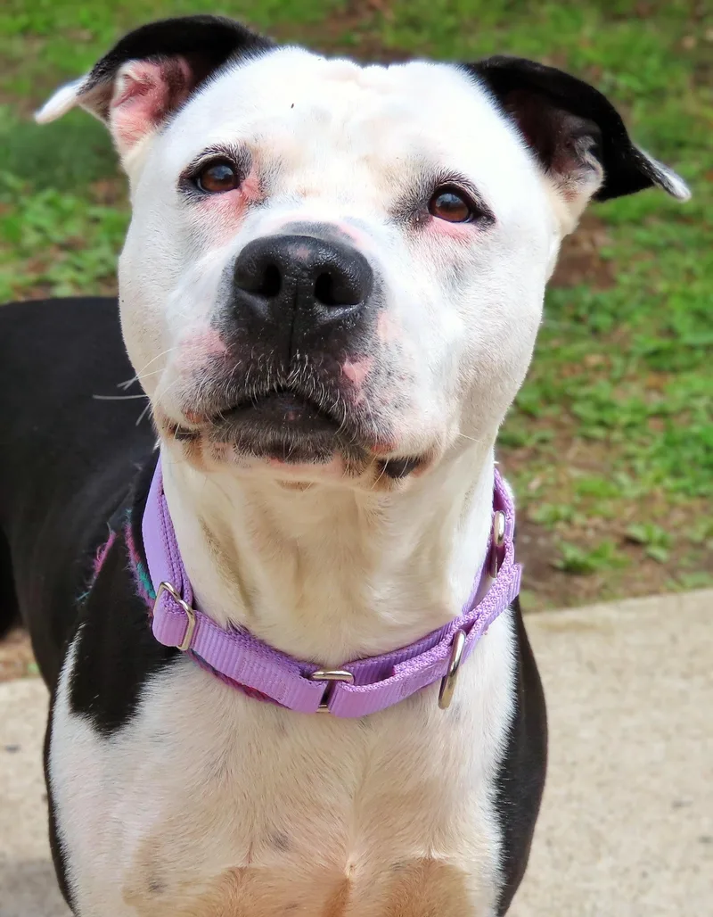 An adult large-sized female Black Pit Bull Terrier dog named Royalty for adoption in Amityville, NY