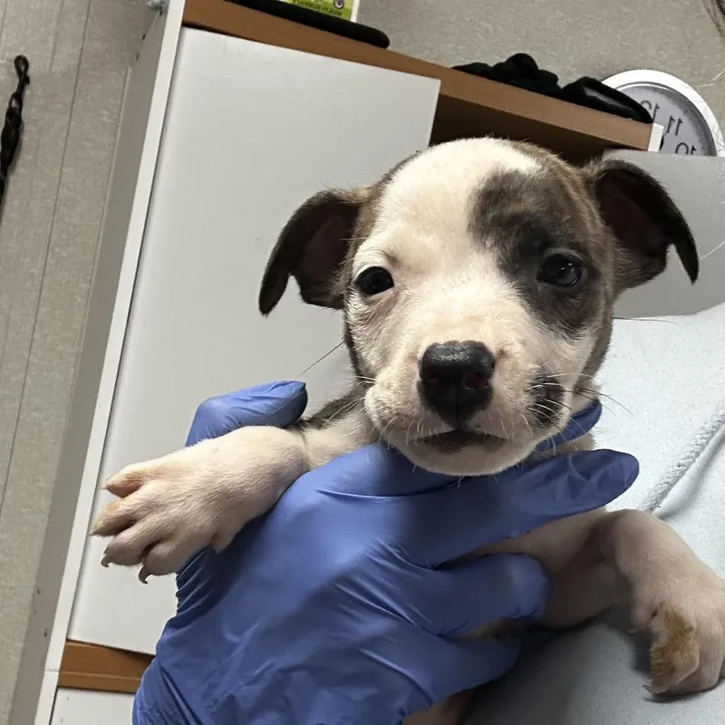 A baby medium-sized female Brindle Mixed Breed dog named Thunder for adoption in Pensacola, FL