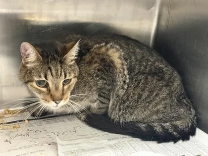 A senior small-sized male Domestic Short Hair cat named Leonidas for adoption in Chamblee, GA