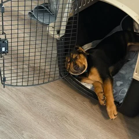 A baby medium-sized female Black Rottweiler dog named Posey for adoption in Fayetteville, GA