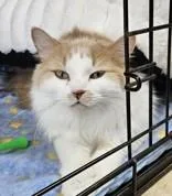 An adult large-sized male Domestic Long Hair cat named Bilbo for adoption in Potsdam, NY
