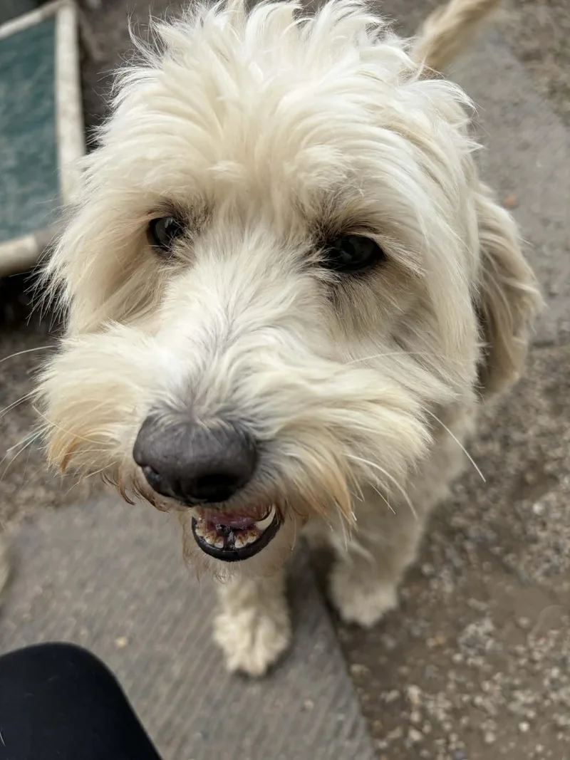 An adult medium-sized female Wheaten Terrier dog named Larabar for adoption in Mukwonago, WI