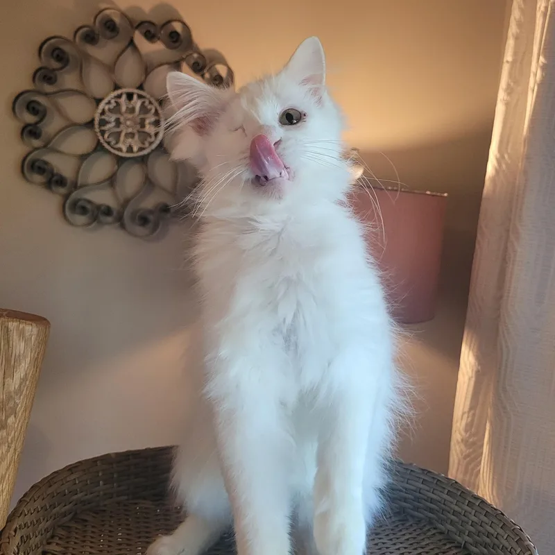 A young small-sized male Flame Point Domestic Long Hair cat named Valentino for adoption in Indianapolis, IN