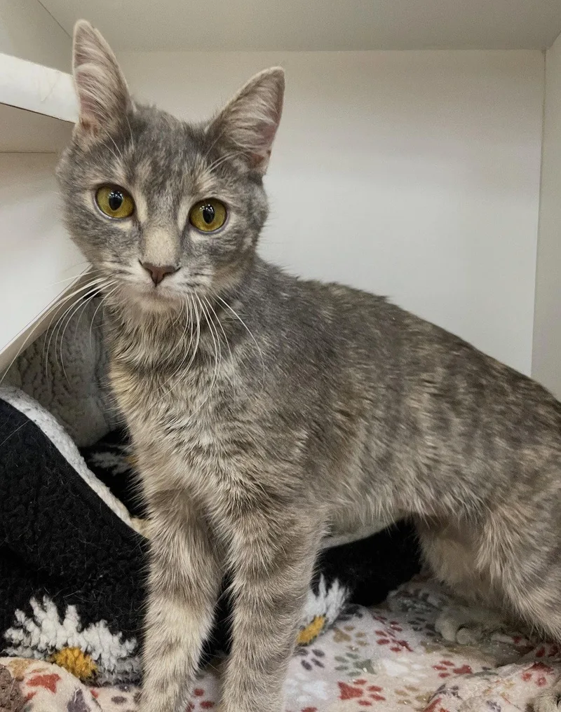 A young medium-sized female Gray / Blue / Silver Domestic Short Hair cat named Grace for adoption in Cuyahoga Falls, OH