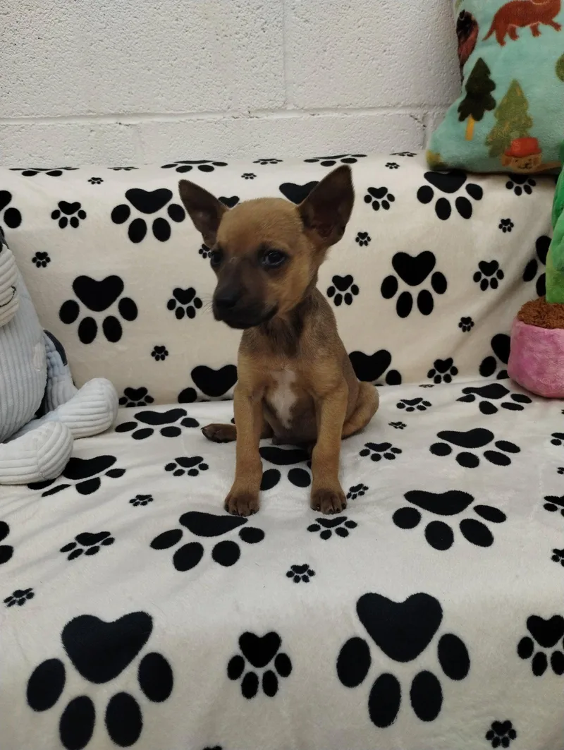Pablo