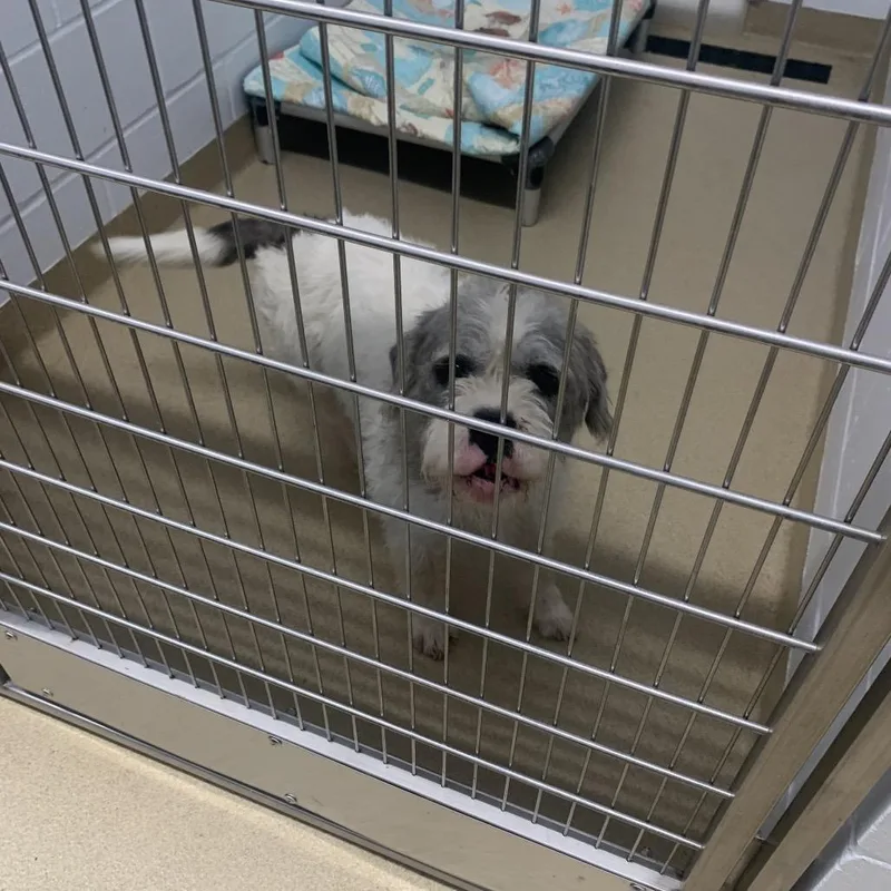 An adult small-sized female White / Cream West Highland White Terrier / Westie dog named Sweet Pea for adoption in West Palm Beach, FL