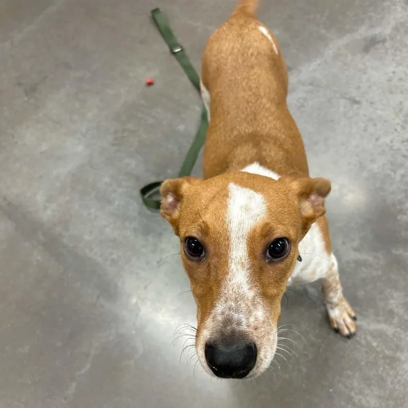 A baby small-sized male Mixed Breed dog named Carburetor for adoption in Voorhees, NJ