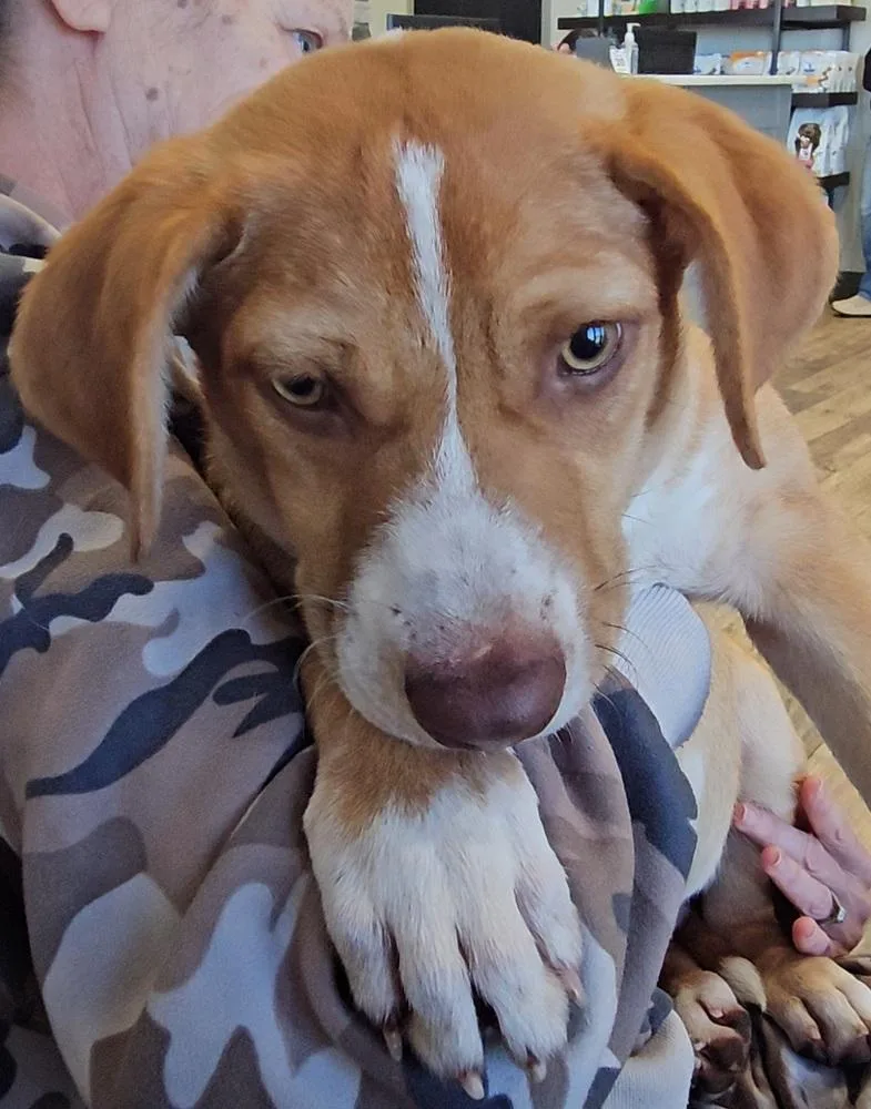 A baby medium-sized male Cardigan Welsh Corgi dog named Whisky Star for adoption in Boston, MA