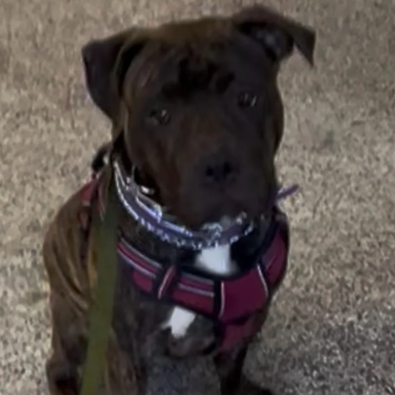 Stormi  Home To thumbnail 4