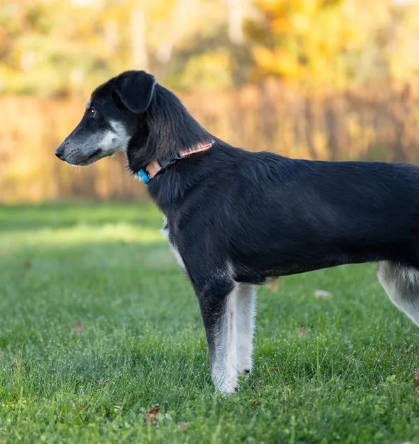 A young large-sized female Schnauzer dog named Doc for adoption in Stratham, NH