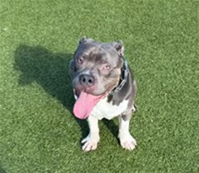 An adult large-sized male American Staffordshire Terrier dog named Future for adoption in Fort Lauderdale, FL