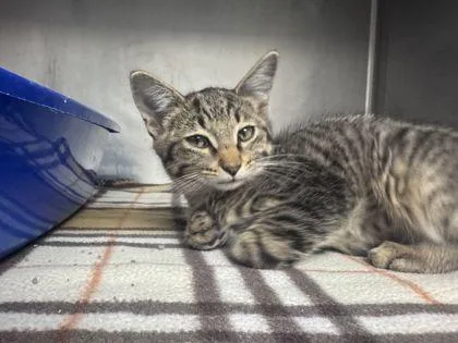 A baby small-sized male Domestic Short Hair cat named Jimothy for adoption in Shawano, WI