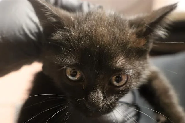 A baby small-sized female Domestic Short Hair cat named Zestie for adoption in Columbia, SC