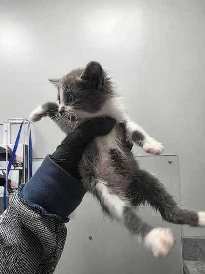 A baby small-sized male Domestic Short Hair cat named Purrlock for adoption in Sevierville, TN