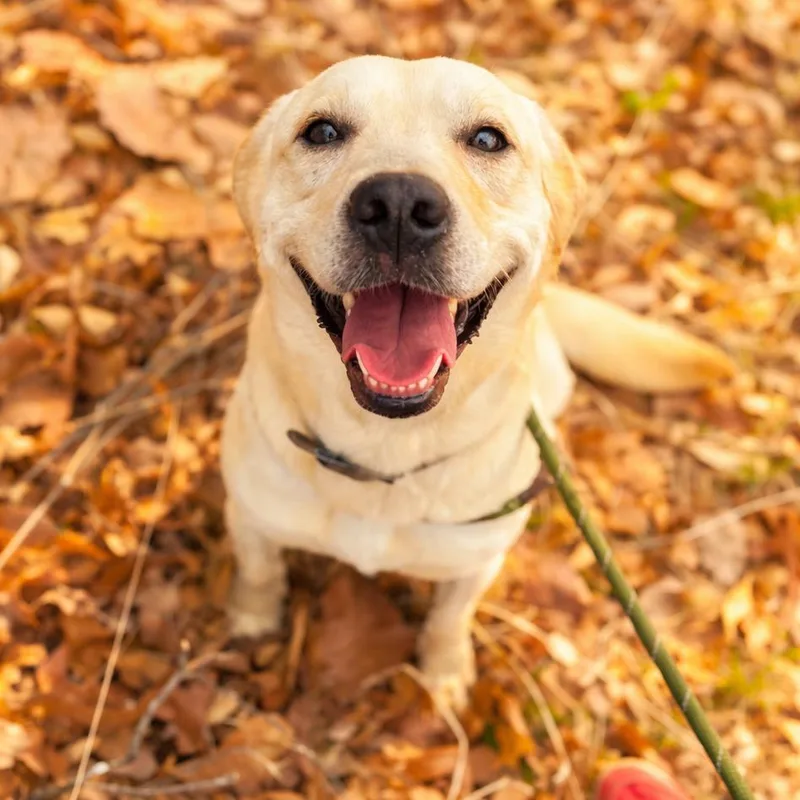An adult medium-sized female Yellow / Tan / Blond / Fawn Mixed Breed dog named Marilyn Monroe for adoption in Charleston, WV