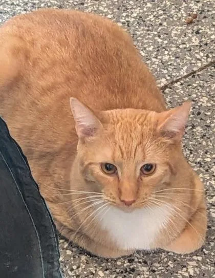 A young medium-sized male Domestic Short Hair cat named Butch for adoption in Shawano, WI