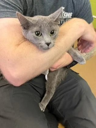 An adult medium-sized female Gray / Blue / Silver Domestic Short Hair cat named Ivy for adoption in Wichita, KS