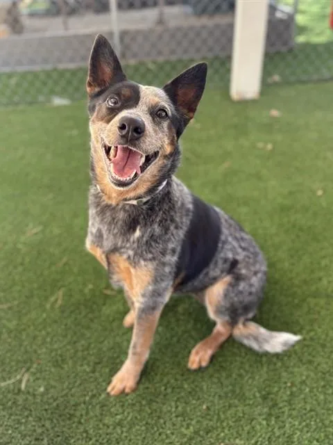 An adult medium-sized female Australian Cattle Dog / Blue Heeler dog named Roo for adoption in Castaic, CA