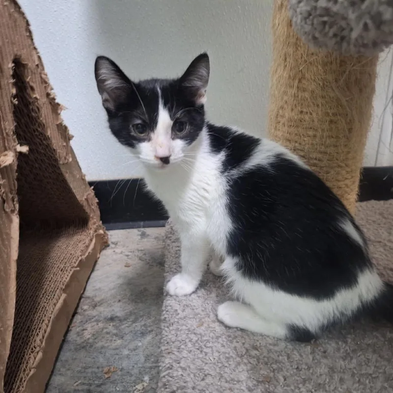 A young small-sized male Domestic Short Hair cat named Dodger for adoption in Albert Lea, MN
