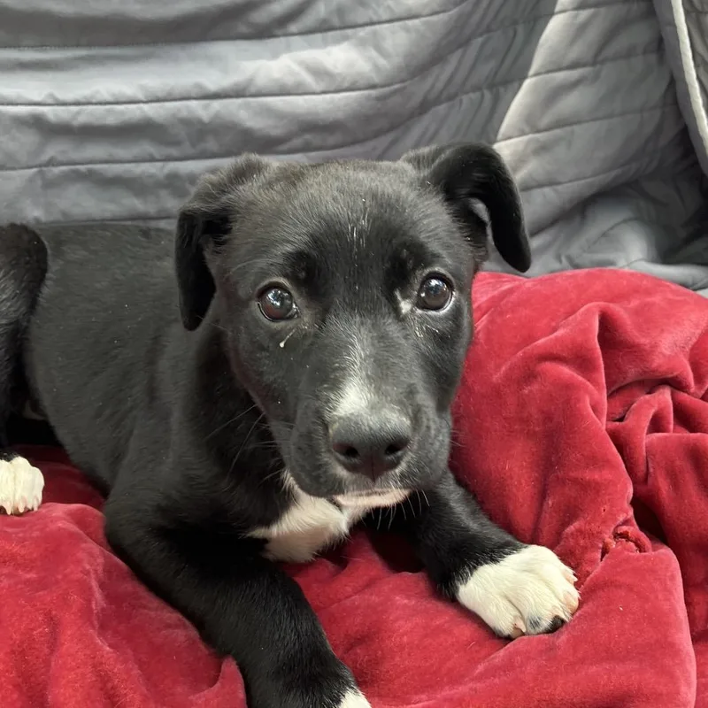 A baby small-sized female Black Mixed Breed dog named Almond for adoption in Pulaski, TN