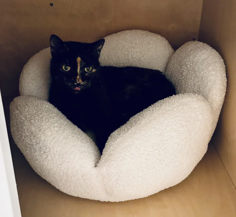 A senior small-sized female Tortoiseshell Domestic Short Hair cat named Speck for adoption