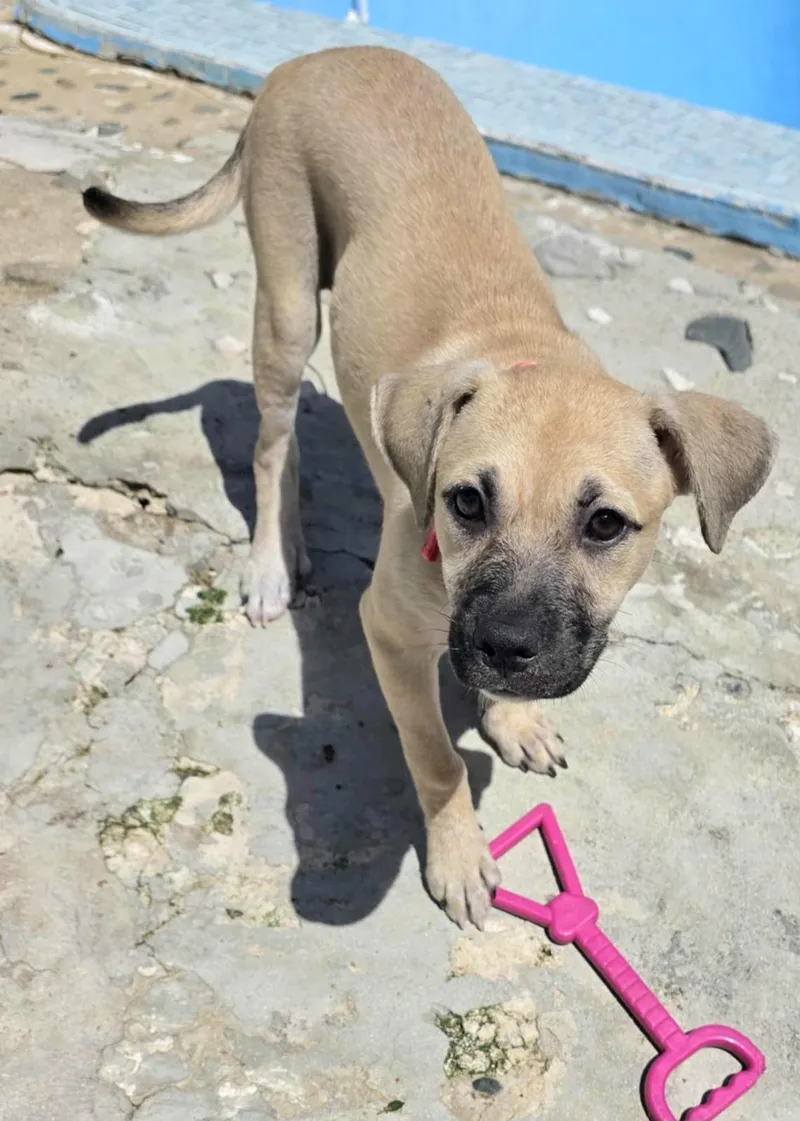 Samoa Dove "let's Be thumbnail 3