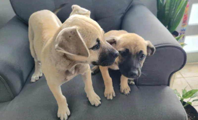 Samoa Dove "let's Be thumbnail 4