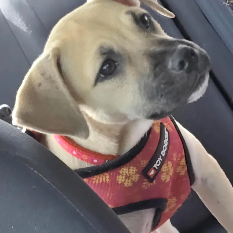 Samoa Dove "let's Be thumbnail 5