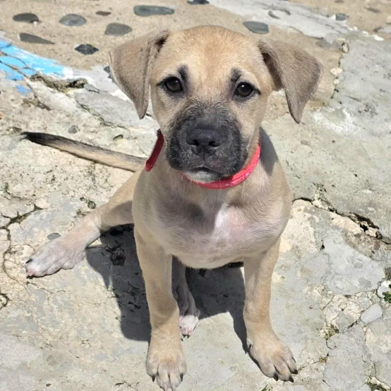 Samoa Dove "let's Be