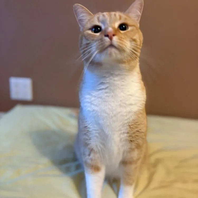 An adult small-sized male Orange / Red Domestic Short Hair cat named Arancio for adoption in Long Island City, NY