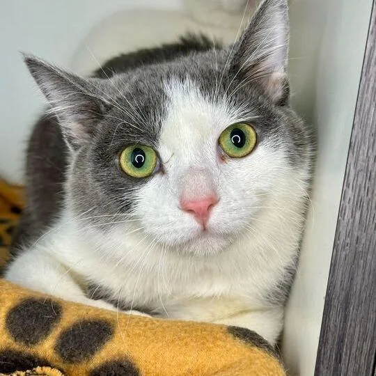 A young small-sized male Gray / Blue / Silver Domestic Medium Hair cat named Jak for adoption in Matteson, IL